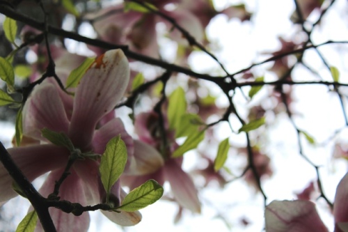 Magnolias up